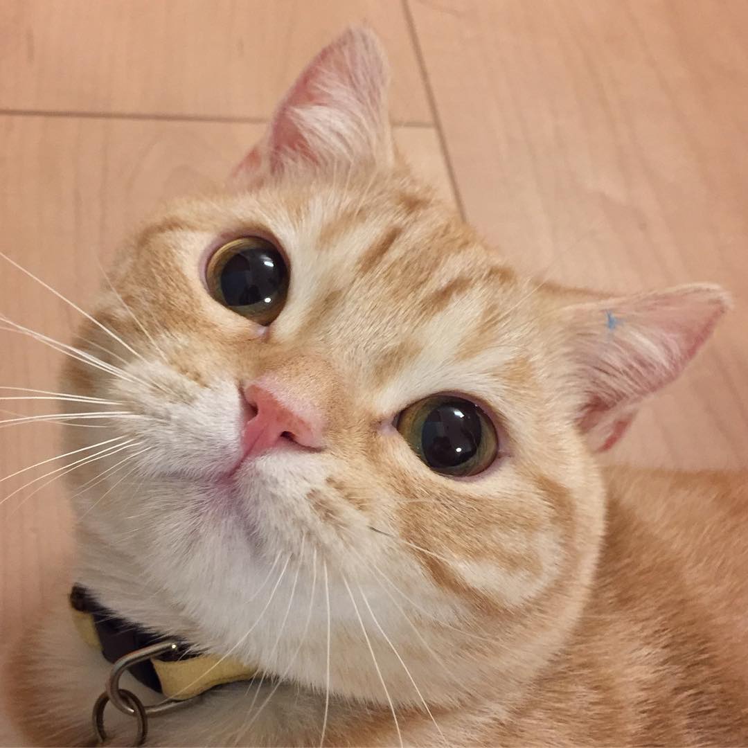 呆萌可爱美短猫咪图集