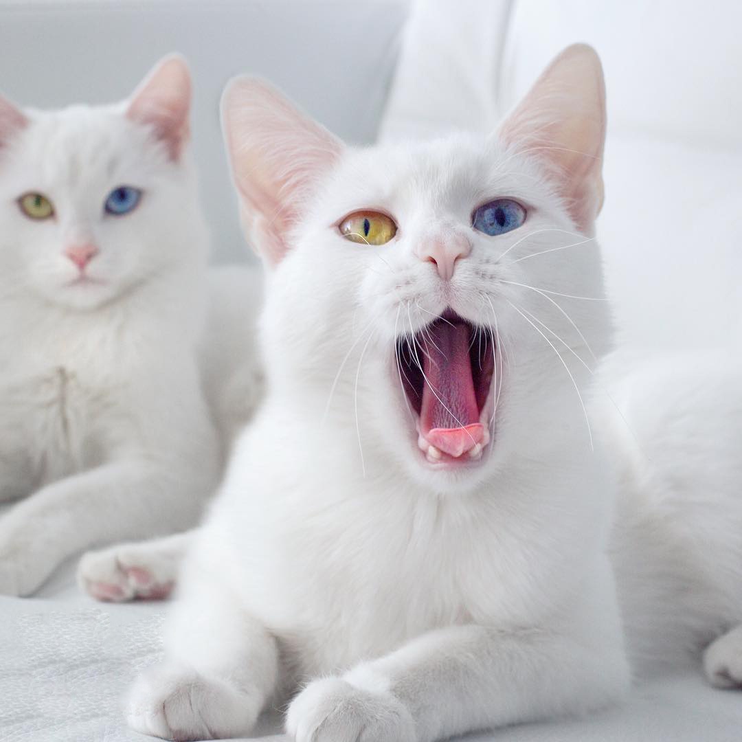 这对异瞳猫咪姐妹花火了,看一眼就被迷住,被称猫咪界的小仙女