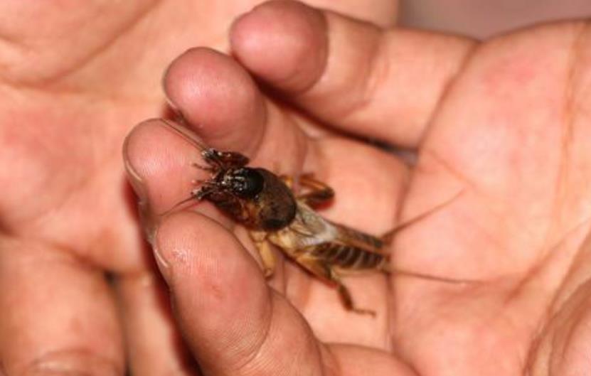 有关昆虫蝲蝲蛄的"方言",在你们家乡又叫什么呢?