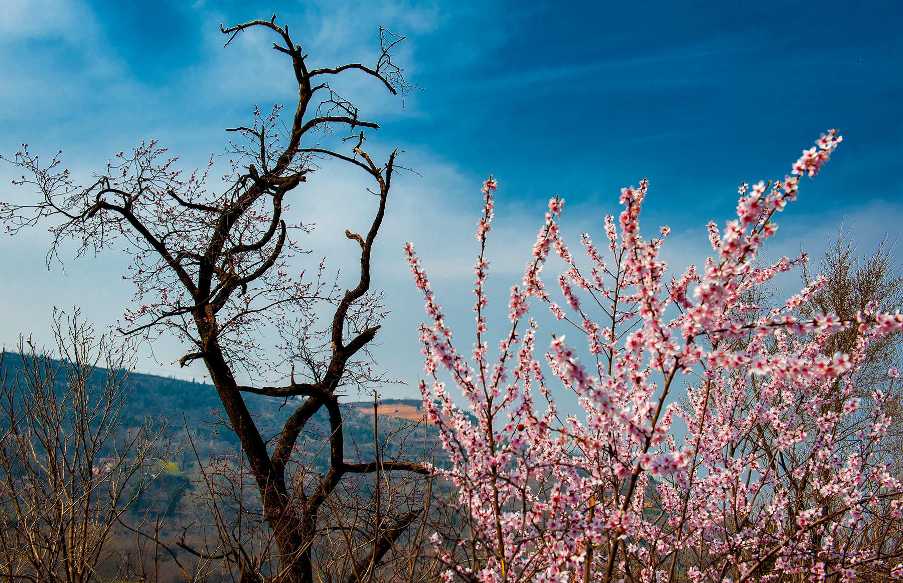 春游西安白鹿原樱桃沟