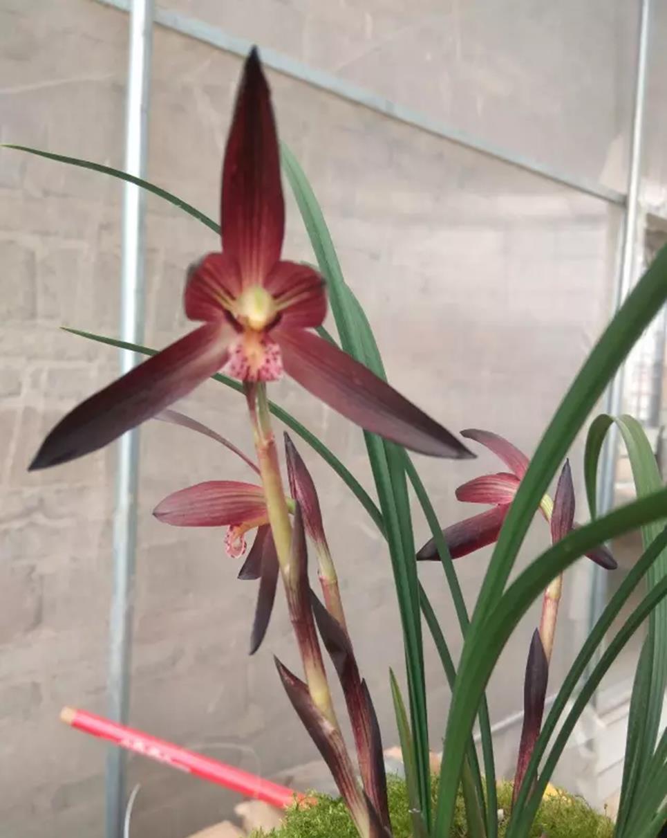 名贵兰花"娄山红",花色艳丽,比香水好闻,开花后自带"仙气"