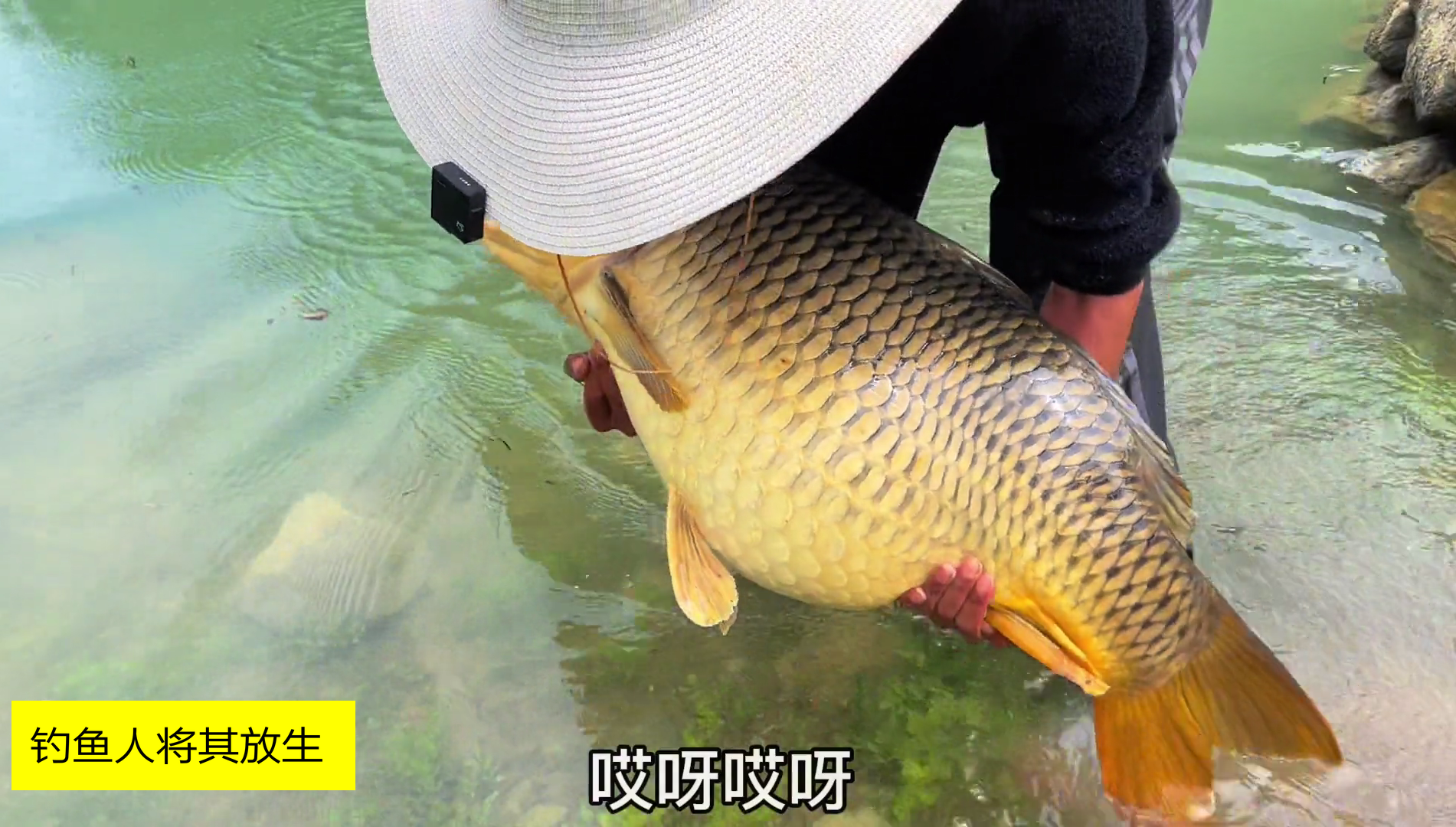 湖北鱼类资源羡煞钓友五十斤鲤鱼王出水体长13米最终放生