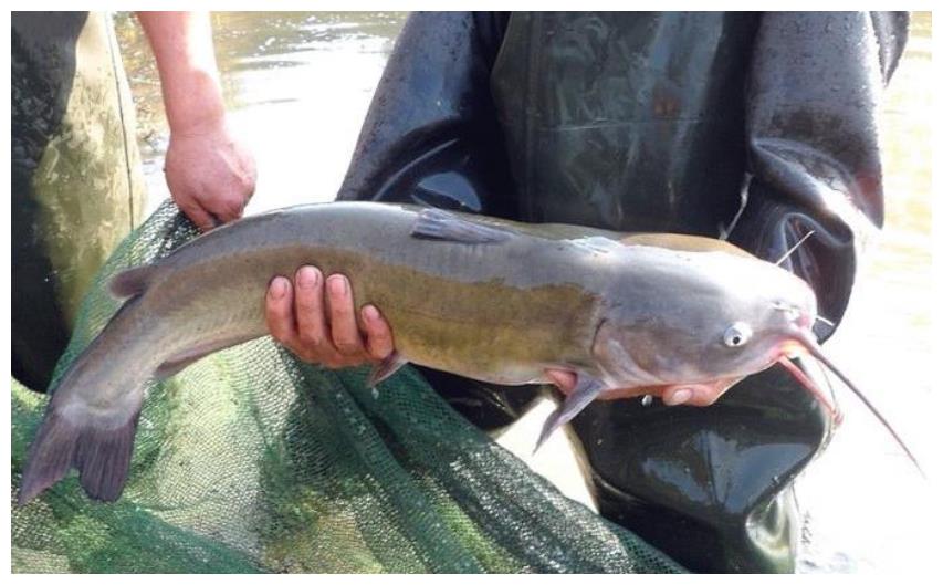 被黑的很惨的鱼,人称"垃圾鱼",红烧了却是一道东北名菜|垃圾鱼|鲶鱼