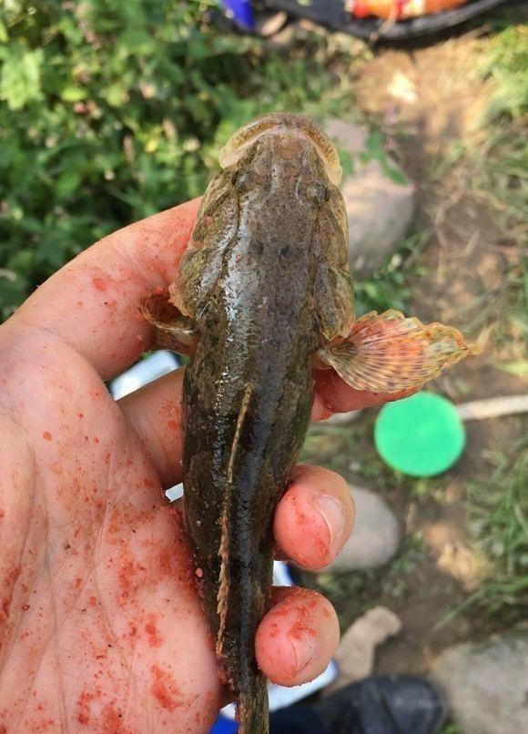 沙塘鳢全面是云斑沙塘鳢,俗称笋壳鱼,虎头鲨等等,是一种凶猛的塘鲈科