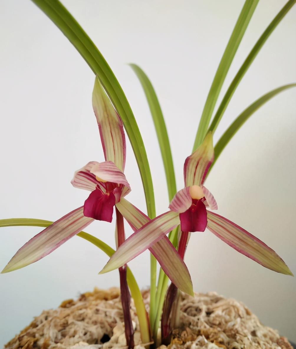 春兰顶级红素"滇红素",花色亮眼,香味扑鼻,新手完全可以驾驭|滇红