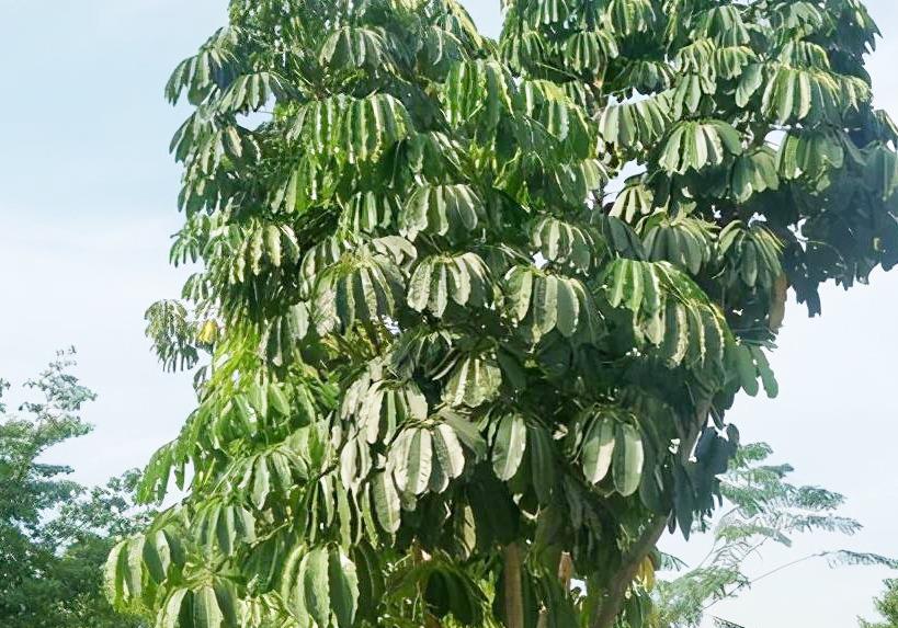 未来的生命因你幸福无边昆士兰伞木