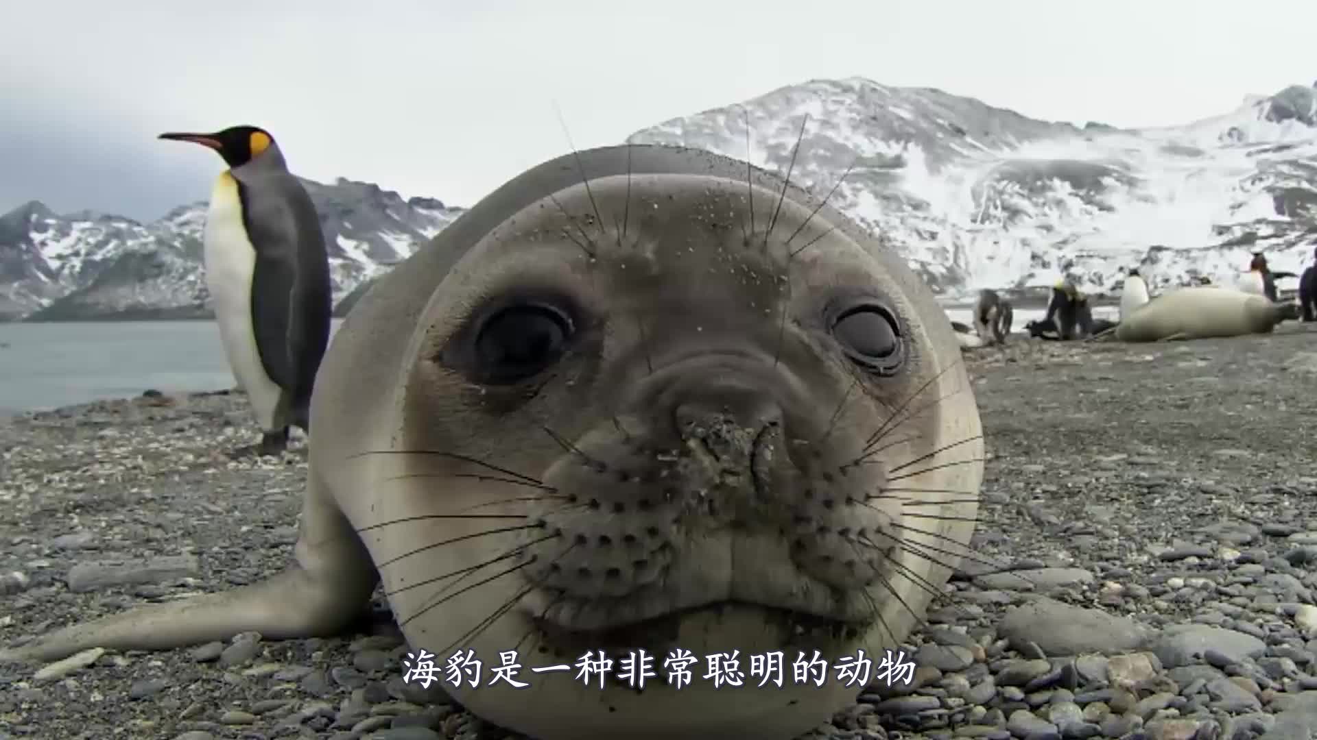 海豹宝宝溺水,趴在洞口向人类求救,拉出来的那一刻太搞笑了!