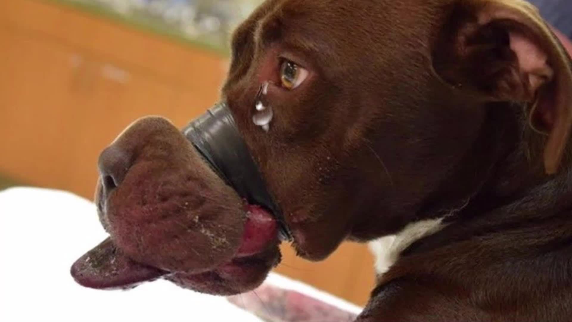 流浪狗被人用胶带绑住嘴,解开胶带的瞬间,忍不住泪崩了