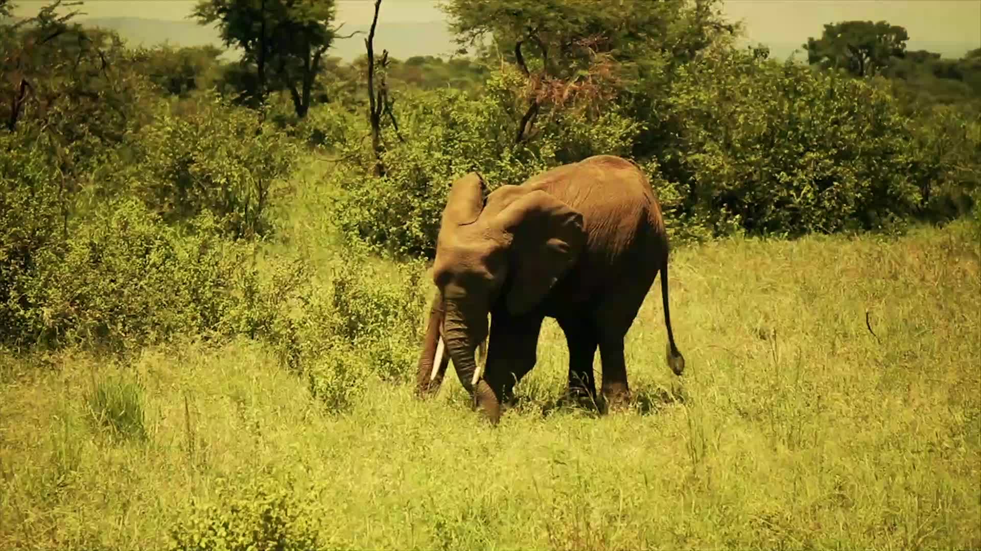 大象拥有一项奇葩交流方式,通过跺脚来进行信息的传送