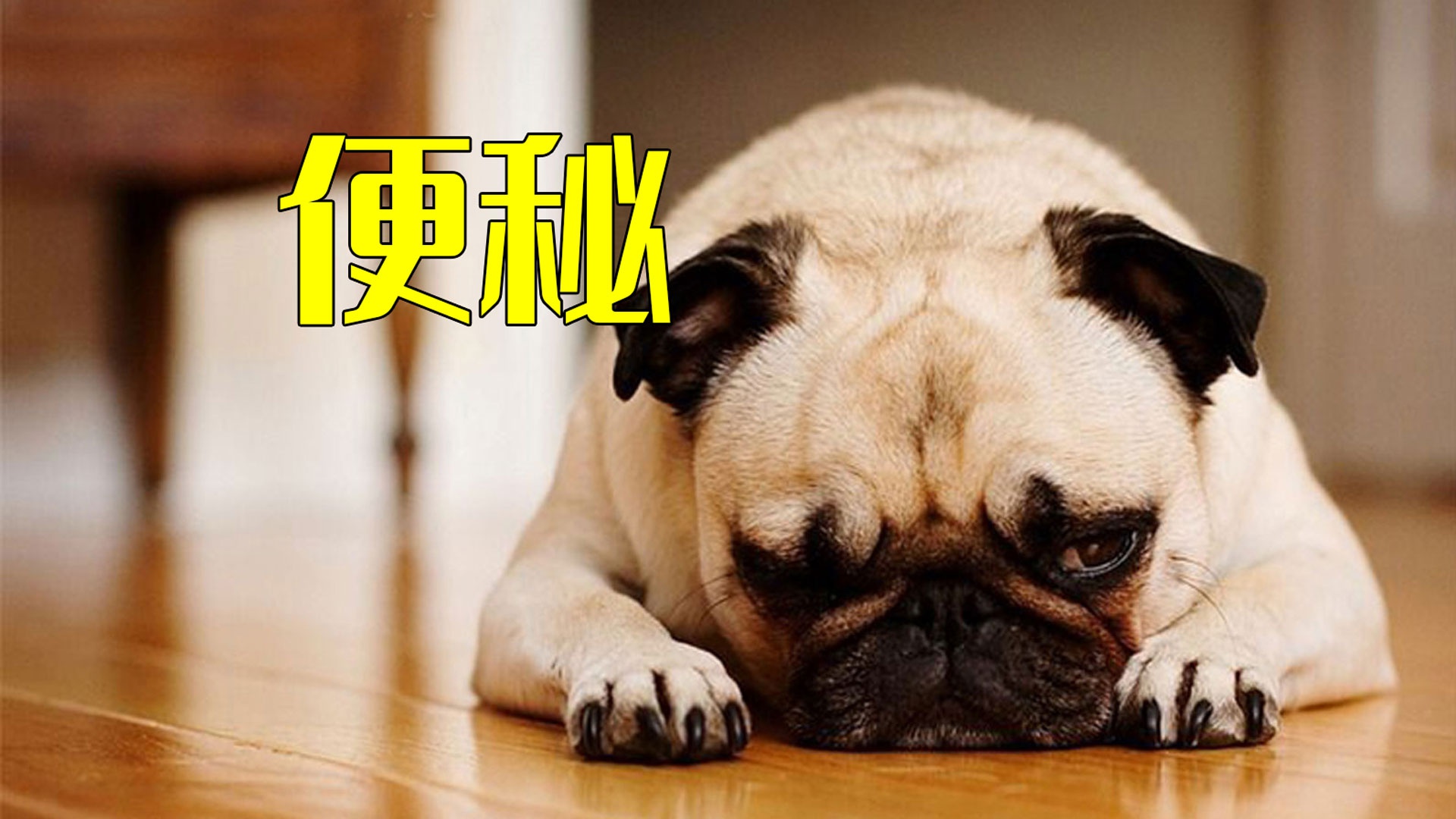 我的狗便秘严重太痛苦了 已经很多天没有排便了 到底怎么办 便秘 爱犬 直肠 新浪新闻 我的狗便秘严重太痛苦了 已经很多天没有排便了 到底怎么办 便秘 爱犬 直肠 新浪新闻