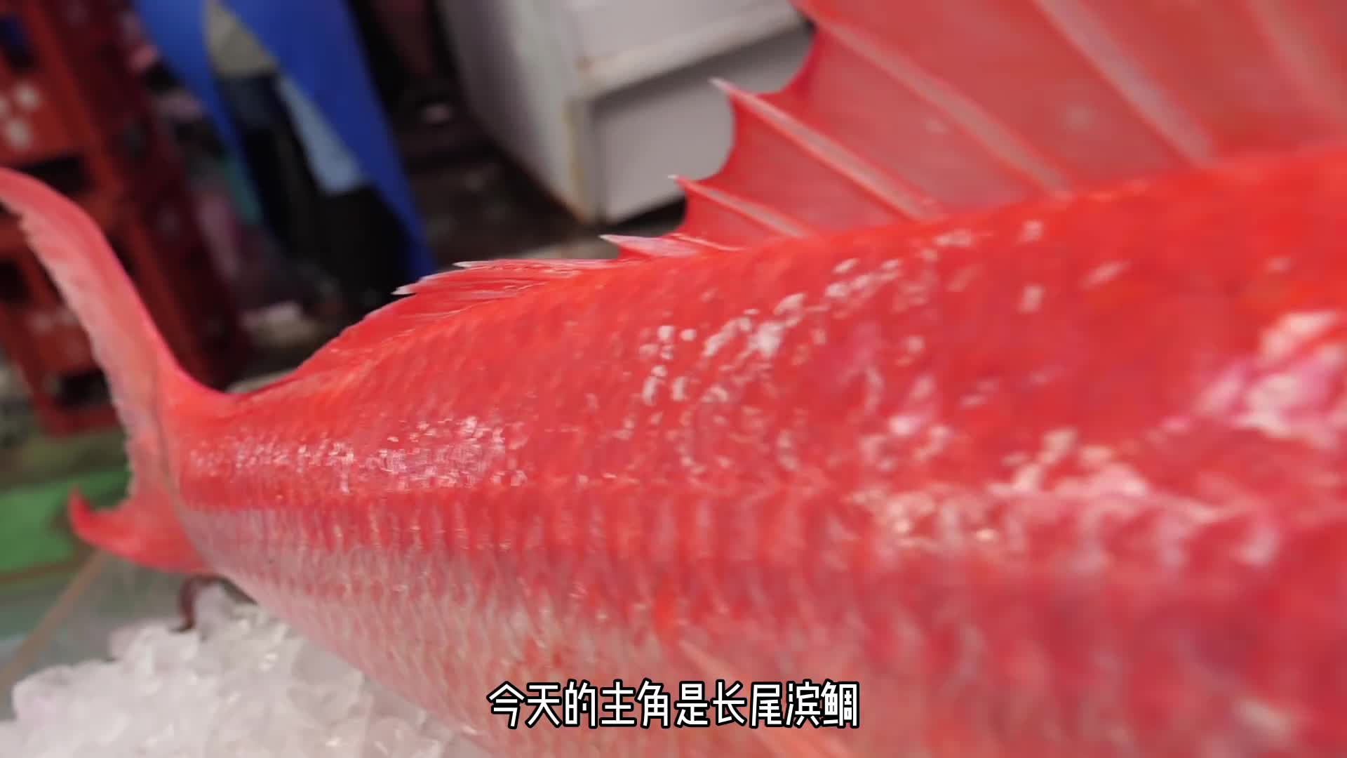 长尾滨鲷-颜值超能打的鲷鱼