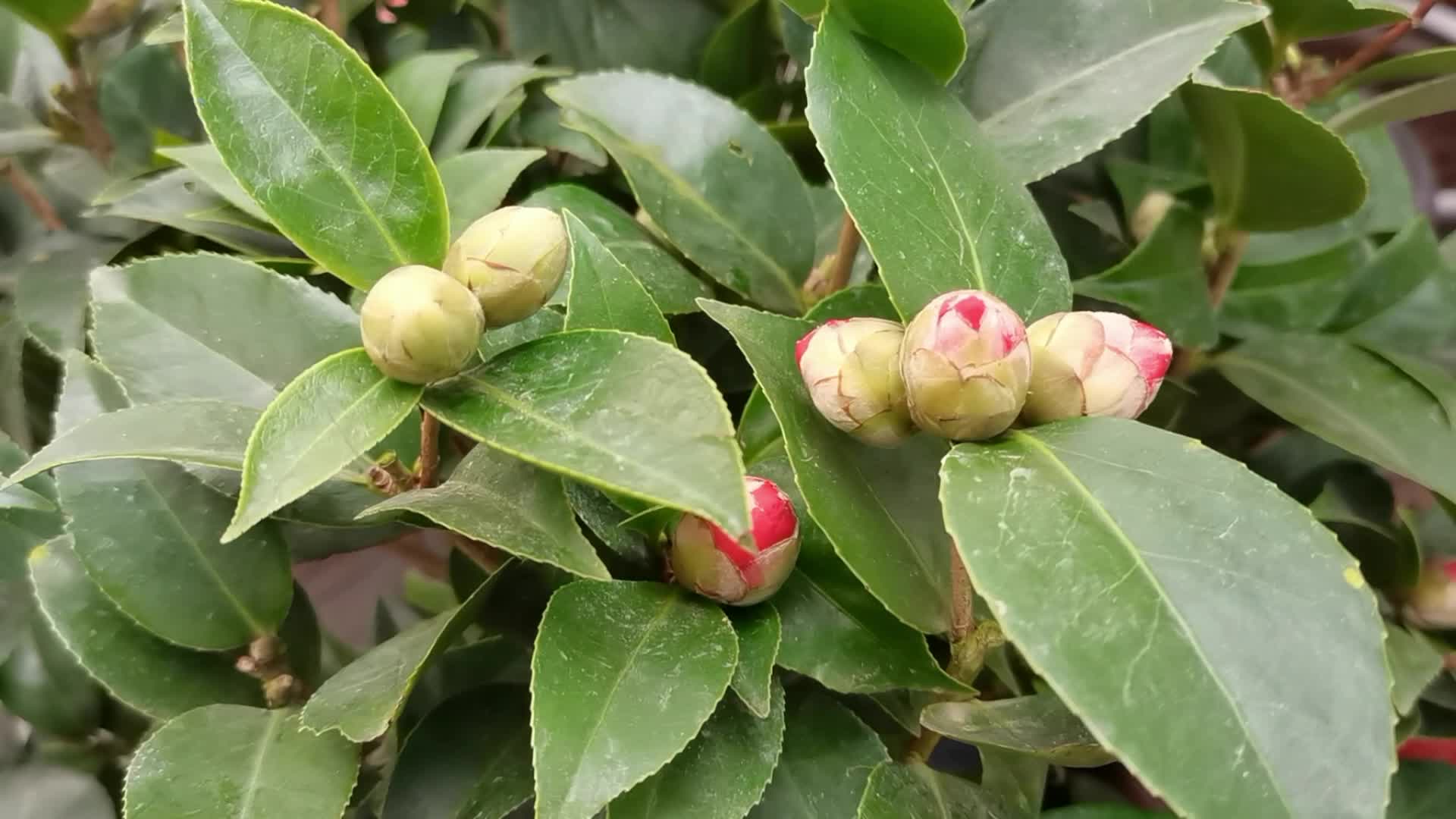 茶花骨朵原创视频