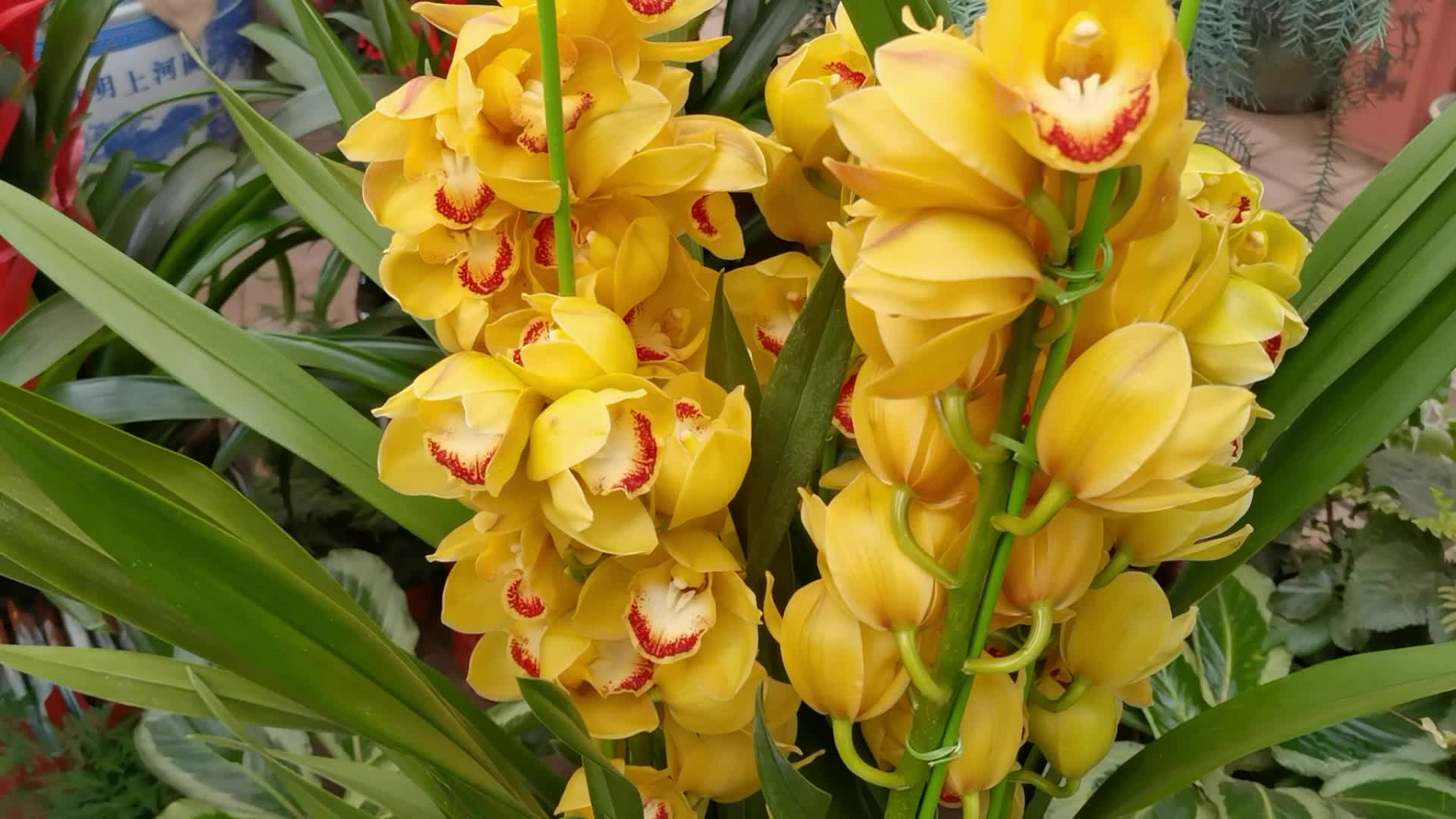 黄色大花蕙兰原创视频