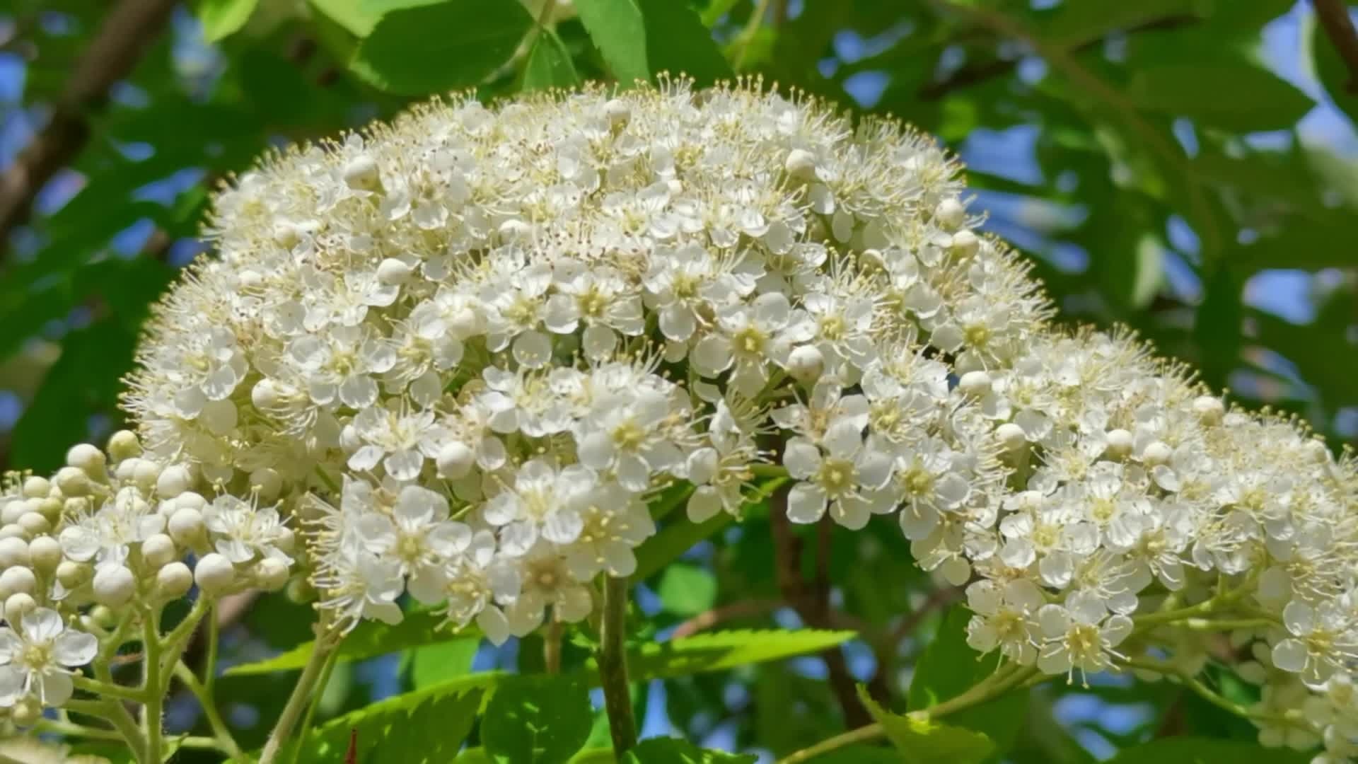 花楸樹花原創視頻