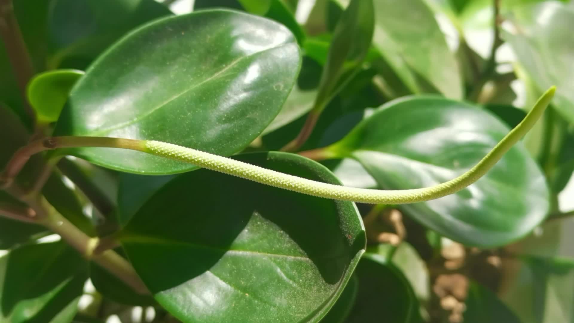 圆叶椒草花很特别,原创视频