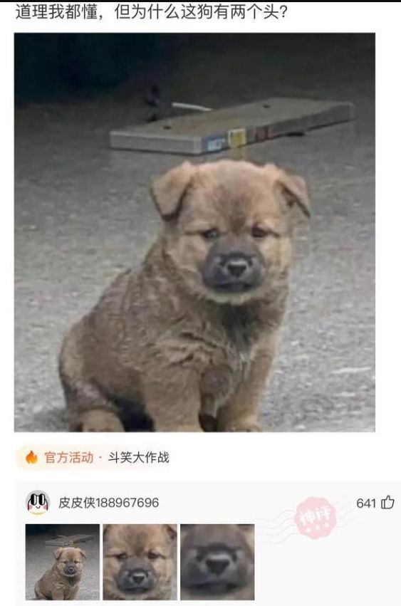 轻松一刻道理我都懂但为什么这条狗有两个头