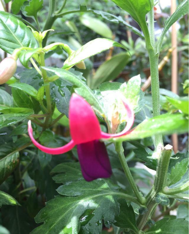 一根枝条就营造出森林的感觉,家里养这种花休闲区蓝鸢梦想 - Www.slyday.coM 一根枝条就营造出森林的感觉,家里养这种花休闲区蓝鸢梦想 - Www.slyday.coM