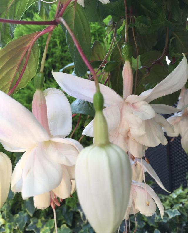 一根枝条就营造出森林的感觉,家里养这种花休闲区蓝鸢梦想 - Www.slyday.coM 一根枝条就营造出森林的感觉,家里养这种花休闲区蓝鸢梦想 - Www.slyday.coM