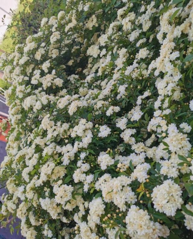 一棵旱金莲 开花又多又没 1年就能长成花墙 花墙 旱金莲 爬藤 新浪新闻