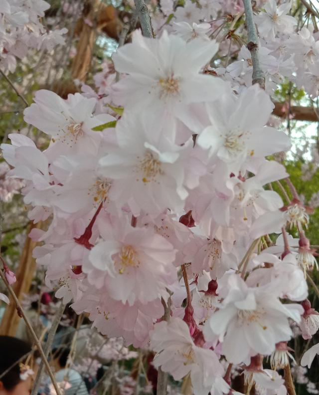 一根枝条就营造出森林的感觉,家里养这种花休闲区蓝鸢梦想 - Www.slyday.coM 一根枝条就营造出森林的感觉,家里养这种花休闲区蓝鸢梦想 - Www.slyday.coM