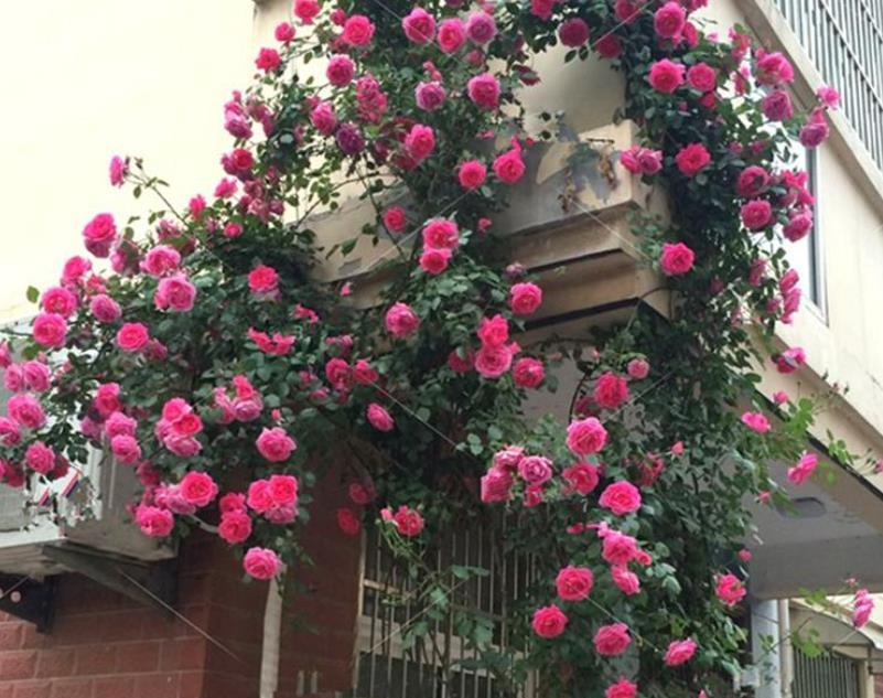 看了她的院子治愈了我的心情栽满藤本月季美成了花海