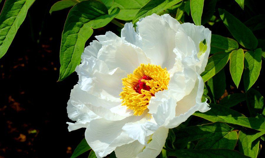 牡丹花 国色天香 素有 花中之王 美誉 其花语又是什么