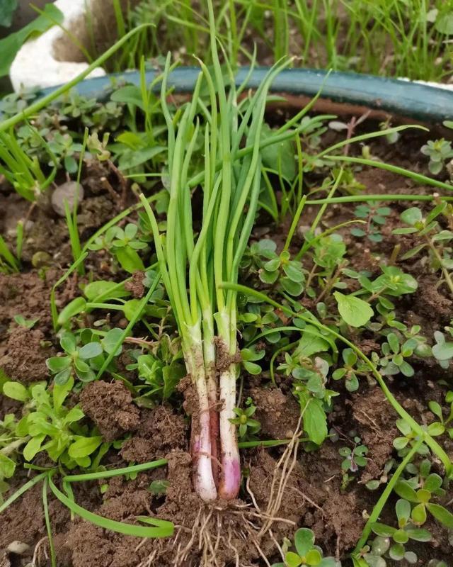 葱是我家消耗最大的一个配菜,几乎每天都要用上它,于是就想扩大种植面