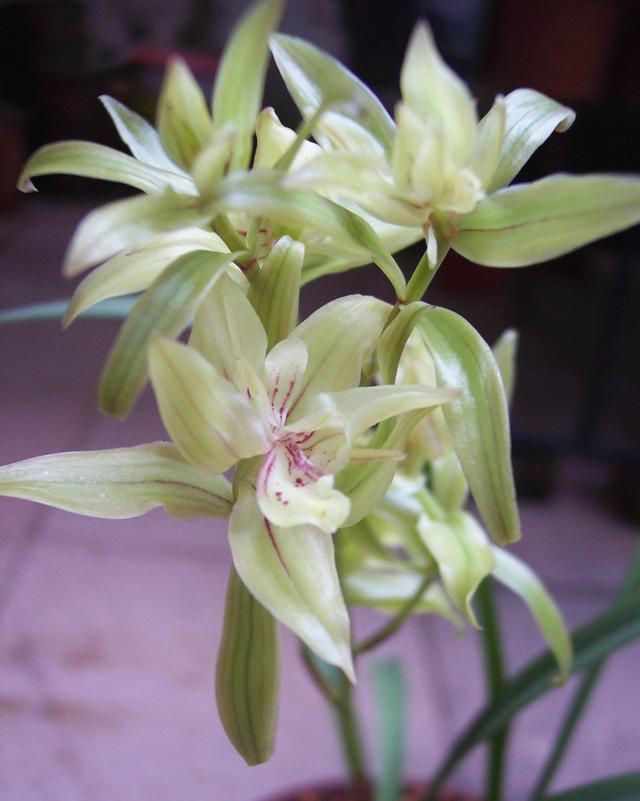 此兰花百年不遇,造型奇特,香味扑鼻,花瓣多达几十片,性价比高