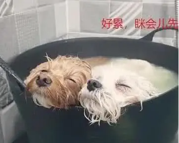 女孩给狗狗洗澡,出门接了个电话,回来看到这一幕心都化了!休闲区蓝鸢梦想 - Www.slyday.coM 女孩给狗狗洗澡,出门接了个电话,回来看到这一幕心都化了!休闲区蓝鸢梦想 - Www.slyday.coM