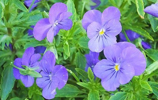 养在阳台超美的花卉花开繁盛花香怡人个个开成大花球