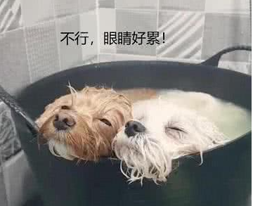 女孩给狗狗洗澡,出门接了个电话,回来看到这一幕心都化了!休闲区蓝鸢梦想 - Www.slyday.coM 女孩给狗狗洗澡,出门接了个电话,回来看到这一幕心都化了!休闲区蓝鸢梦想 - Www.slyday.coM