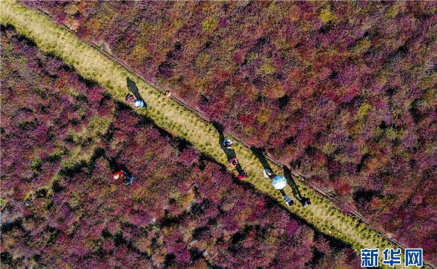 11月7日,在安徽省铜陵市义安区凤凰山铜草花生态公园,市民在赏花游玩.