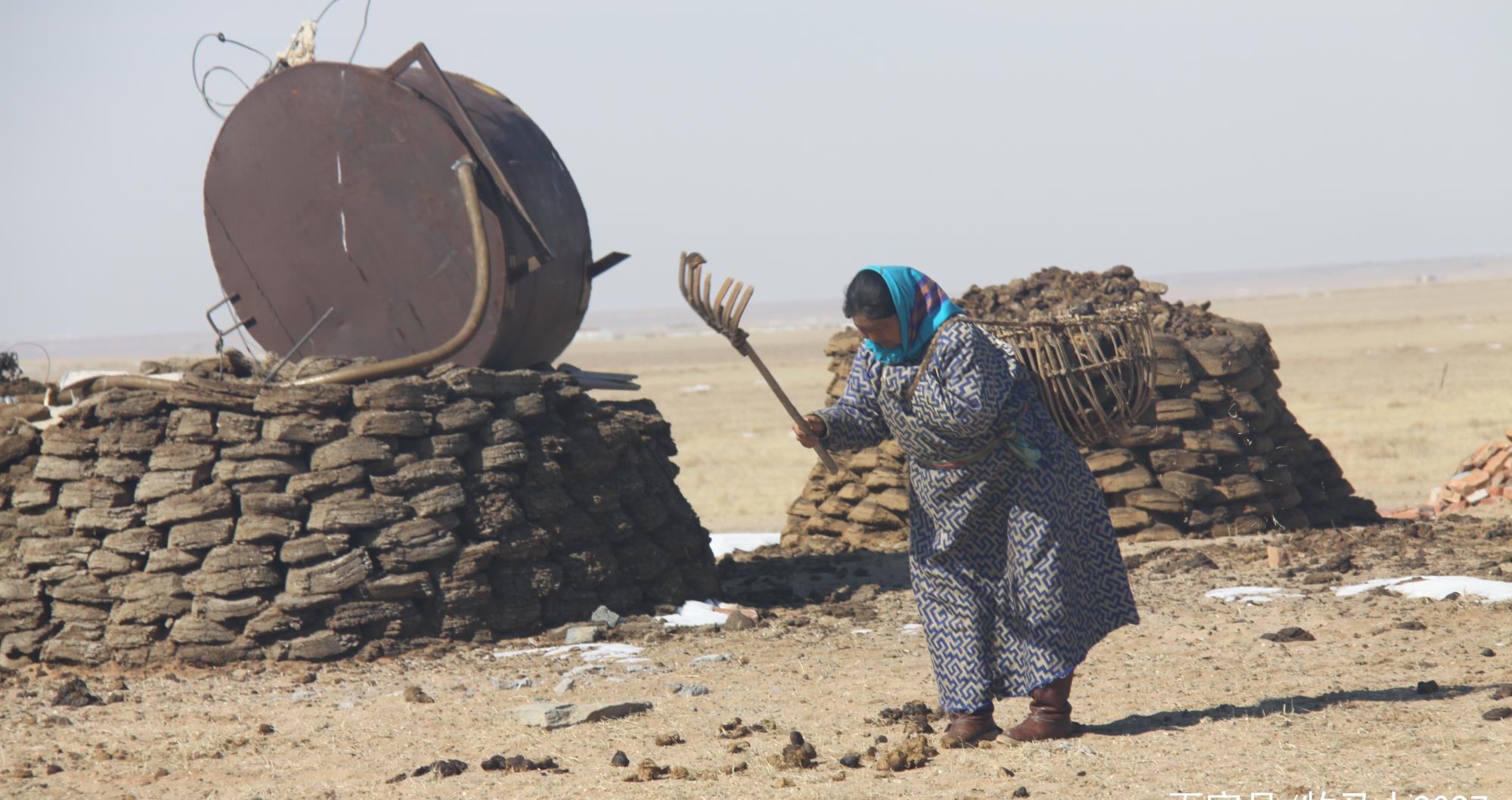 苏尼特草原上背着阿篓捡牛粪的故事