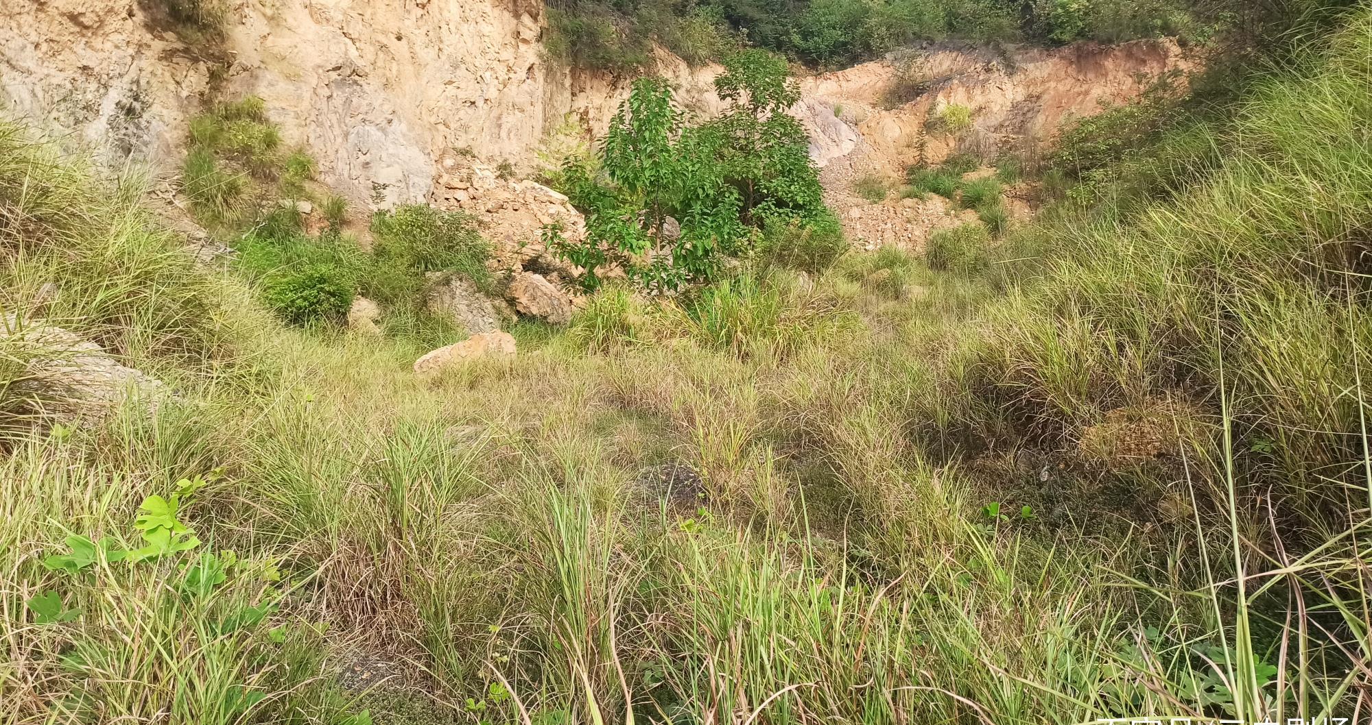 湖南省永州市农村山上有人在挖什么东西?