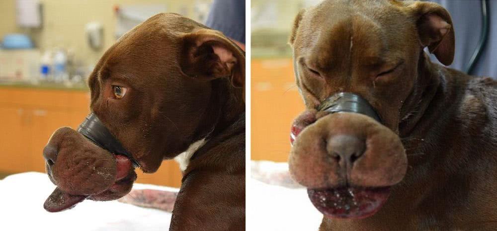 流浪狗被人用胶带绑住嘴,解开胶带的瞬间,女子忍不住泪崩了