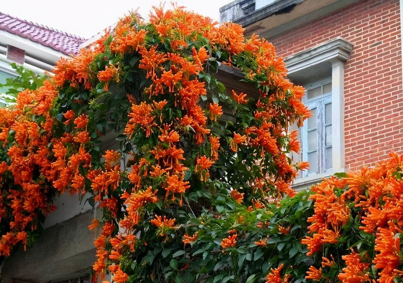 如果你爱养花,建议养点爬藤花,让院子美成花海|藤本月季|爬藤|养花