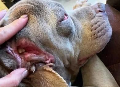 狗狗耳朵上有黄东西,主人起先以为是耳屎,仔细一看吓得冒冷汗__财经