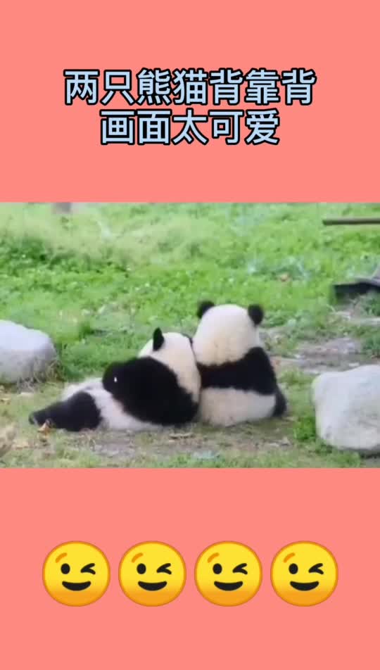 两只熊猫背靠背,画面太可爱
