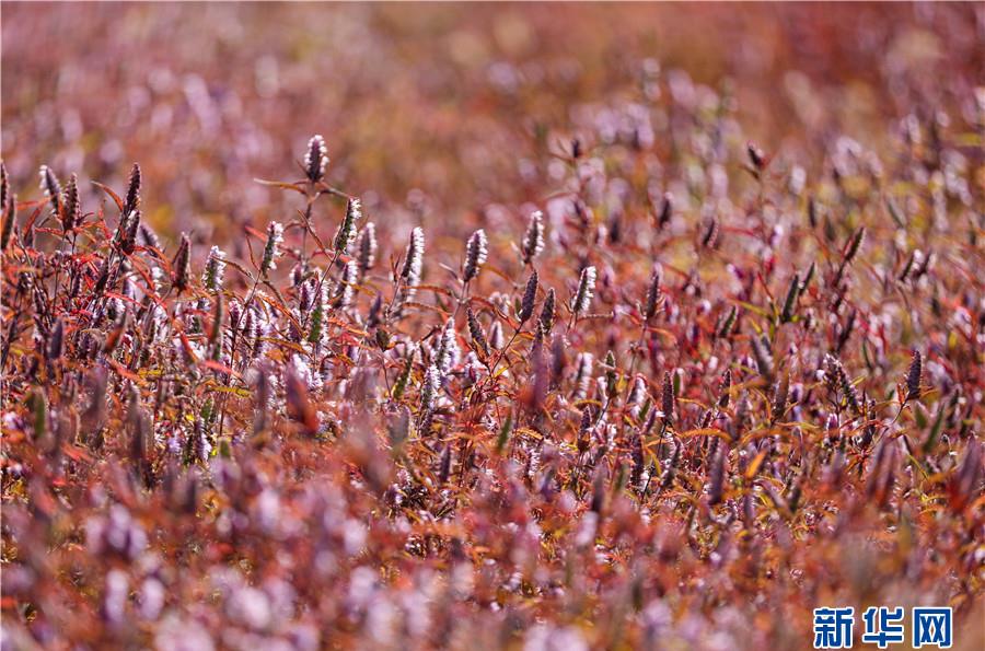 11月7日,在安徽省铜陵市义安区凤凰山铜草花生态公园拍摄的铜草花.