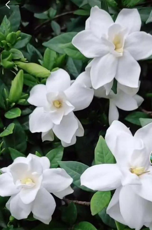 栀子花不怕冷，北方也能养成“大树”，花开一万朵|栀子花|花开|耐寒性_新浪新闻