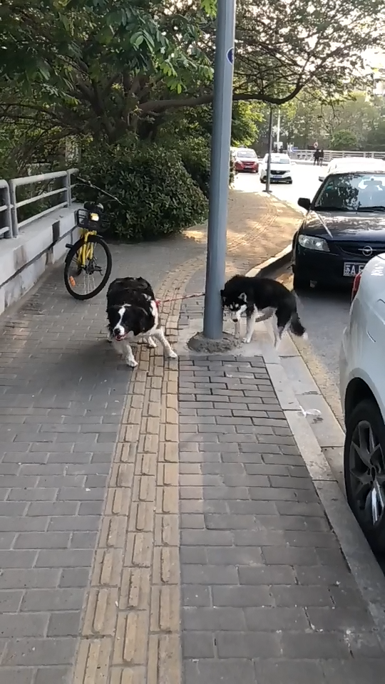 二哈不走寻常路,两只傻狗竟被电杆给拦住了,智商真不是一般低