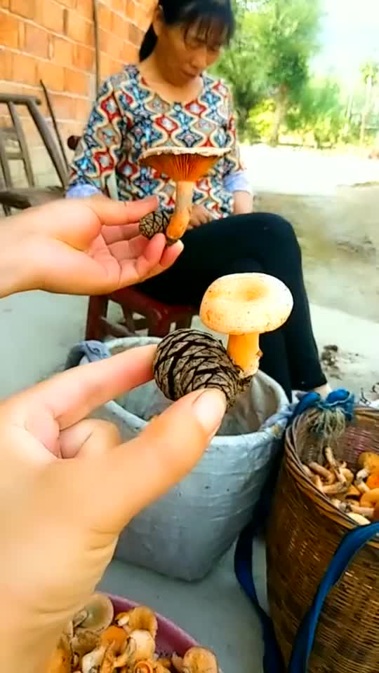 好奇怪的蘑菇呀，居然长成这样，哈哈！