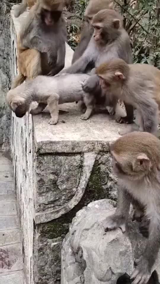 好奇猴宝宝上线怎么和我们长得不一样