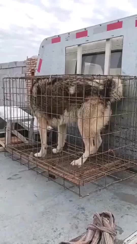 好好的一条狗为什么要关在笼子里，没有自由的狗子好可怜！