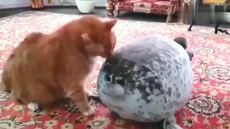 美国橘猫 敢碰我的海豹 我就打你怎么着 不服就来啊