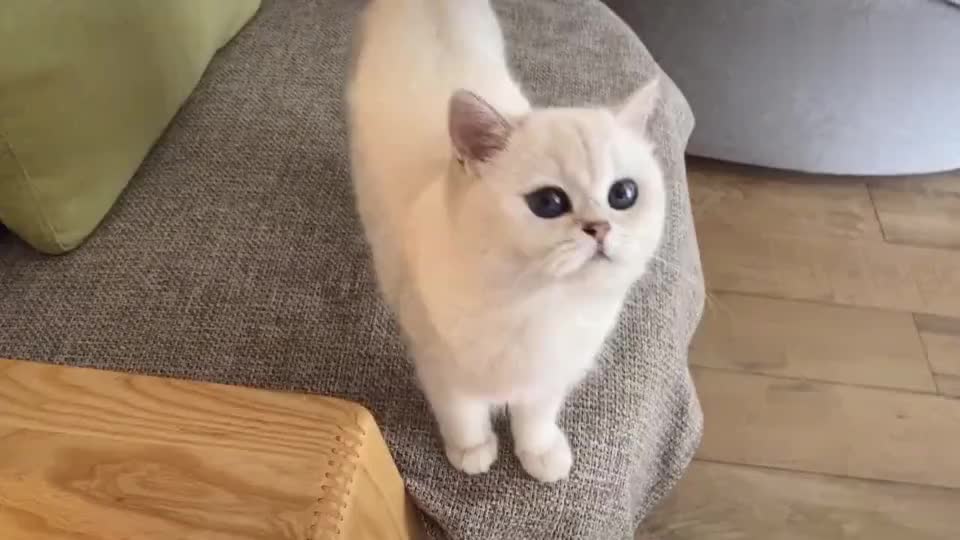 猫咪晚晚打疫苗,胆小鬼晚晚最害怕打针了