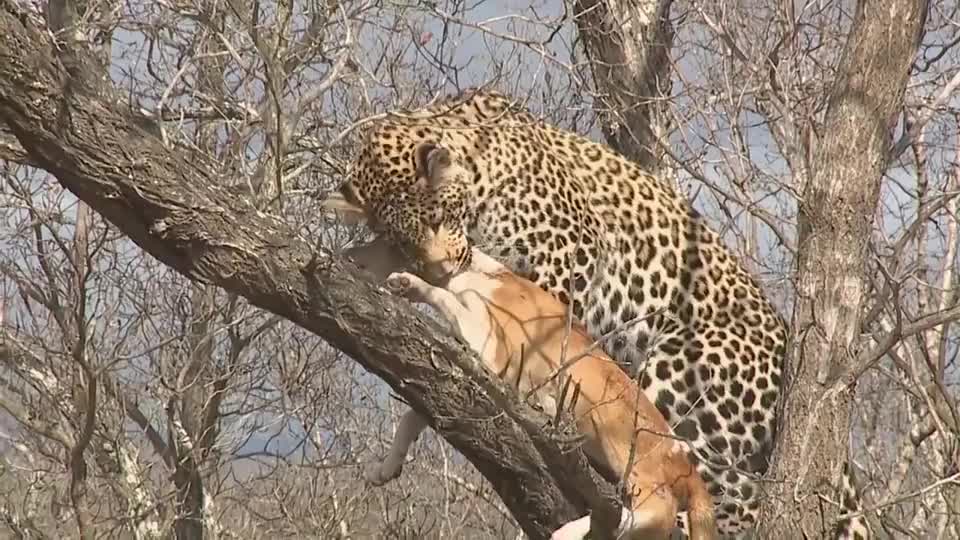 豹子逮到一只狗,刚叼到树上准备进食时,结果到嘴的肉飞了