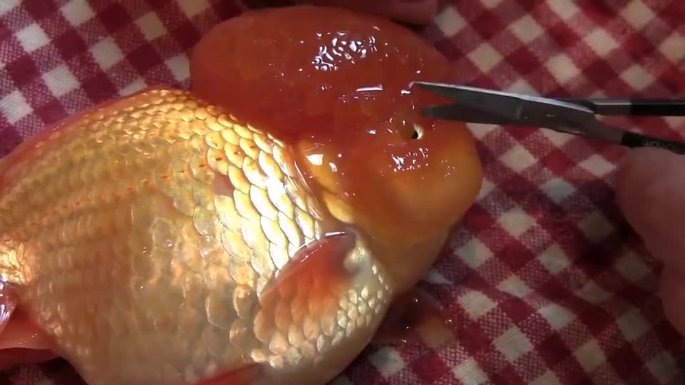 金鱼头上长肿瘤,眼睛几乎都看不见了,主人决定帮它做手术