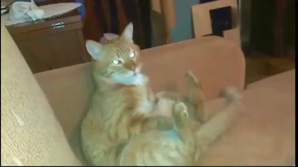 外国网友想试试自家猫的膝跳反应 别提了 猫快把自己踹蒙了 外国网友想试试自家猫的膝跳反应 别提了 猫快把自己踹蒙了