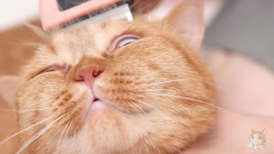 一直薅猫毛不停下来,猫会秃吗?